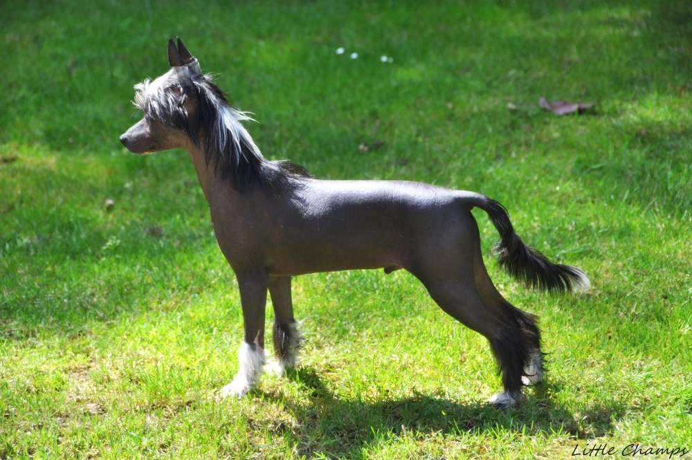 R'Force One Little Champs