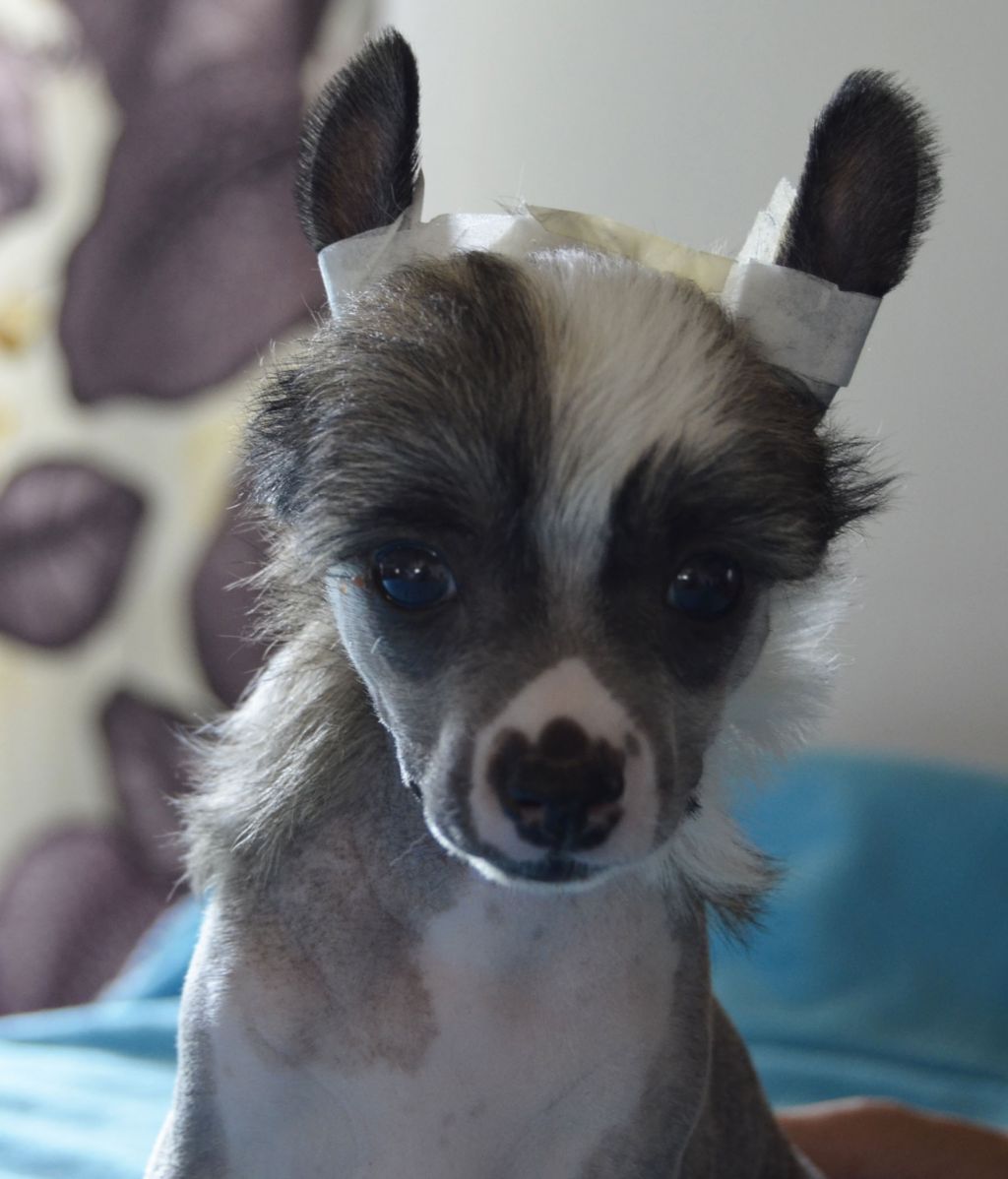 Estillinis Radioactive Attractive