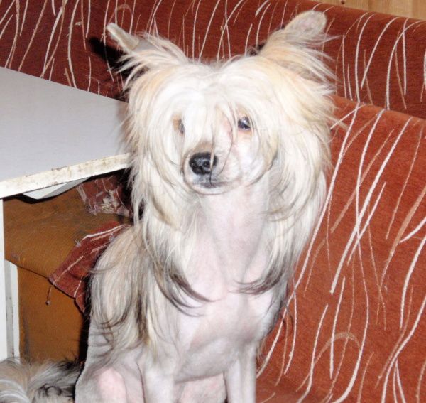 In- so- In ze Shetlandu