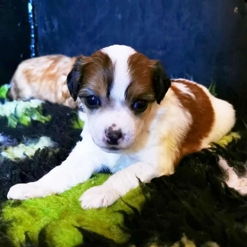 ChinoPata's Quake My Muffins