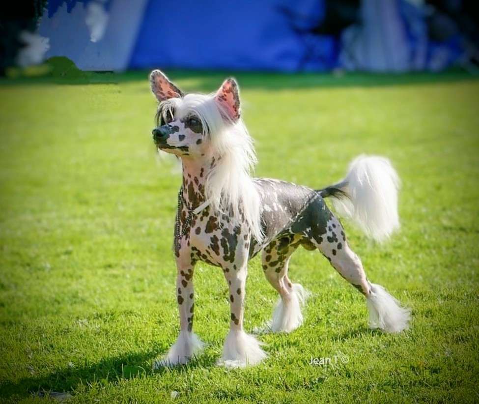 Miroxis Riot on the Rocks