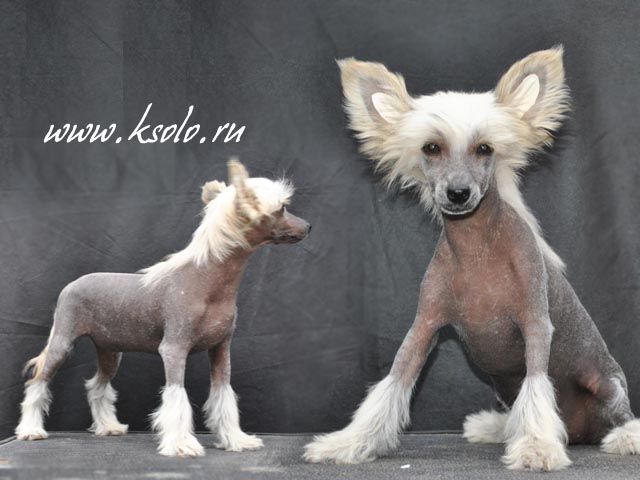 Vellar Pljus Kachiri Ksolo Club