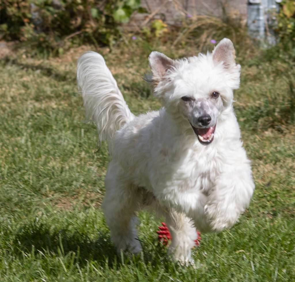 Crestilux Great Gladiator