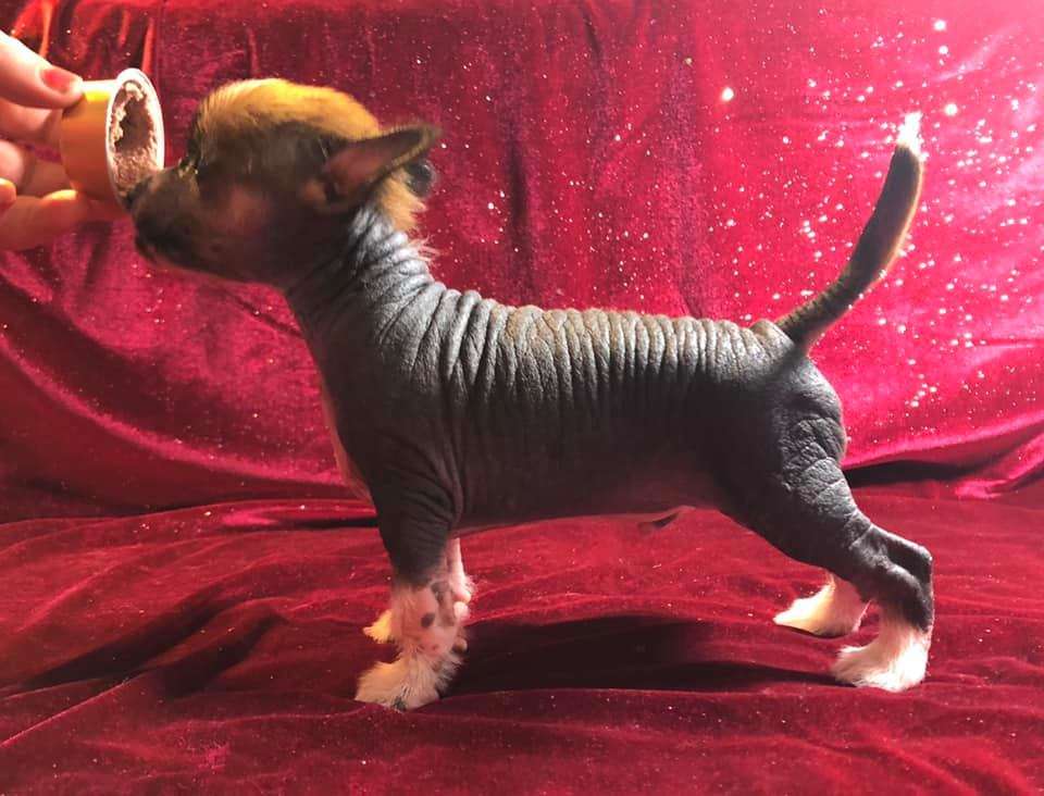 Girls Girls Indestructible