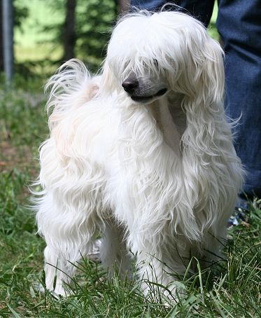 Dragon Moon Baby Beluga