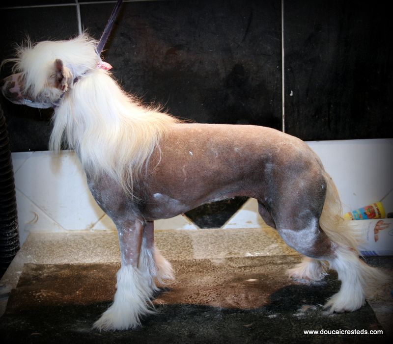 kavohdh's delightful diva