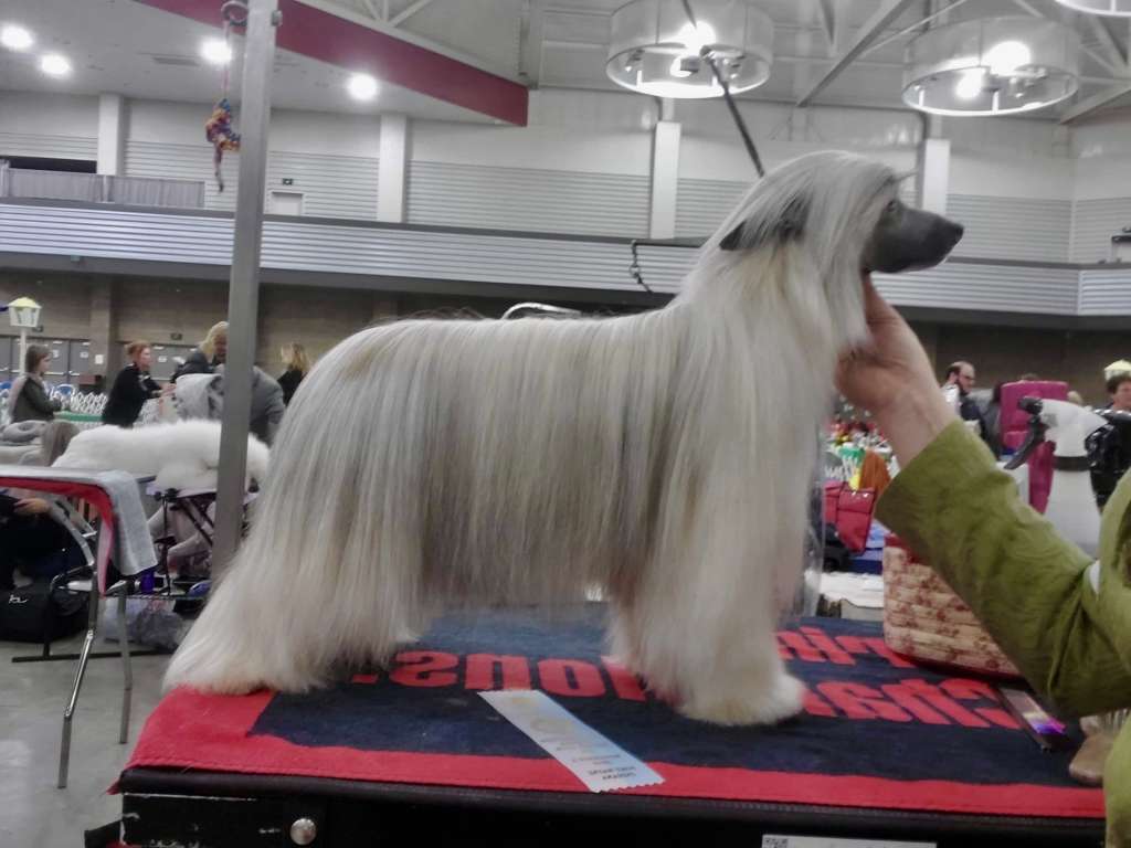 Halcyon Furbys Vision Of Love