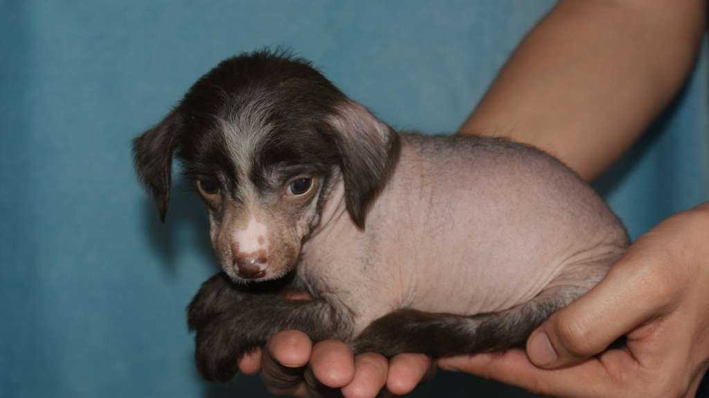 Beyesa's Chukulati Eiskrim Sona