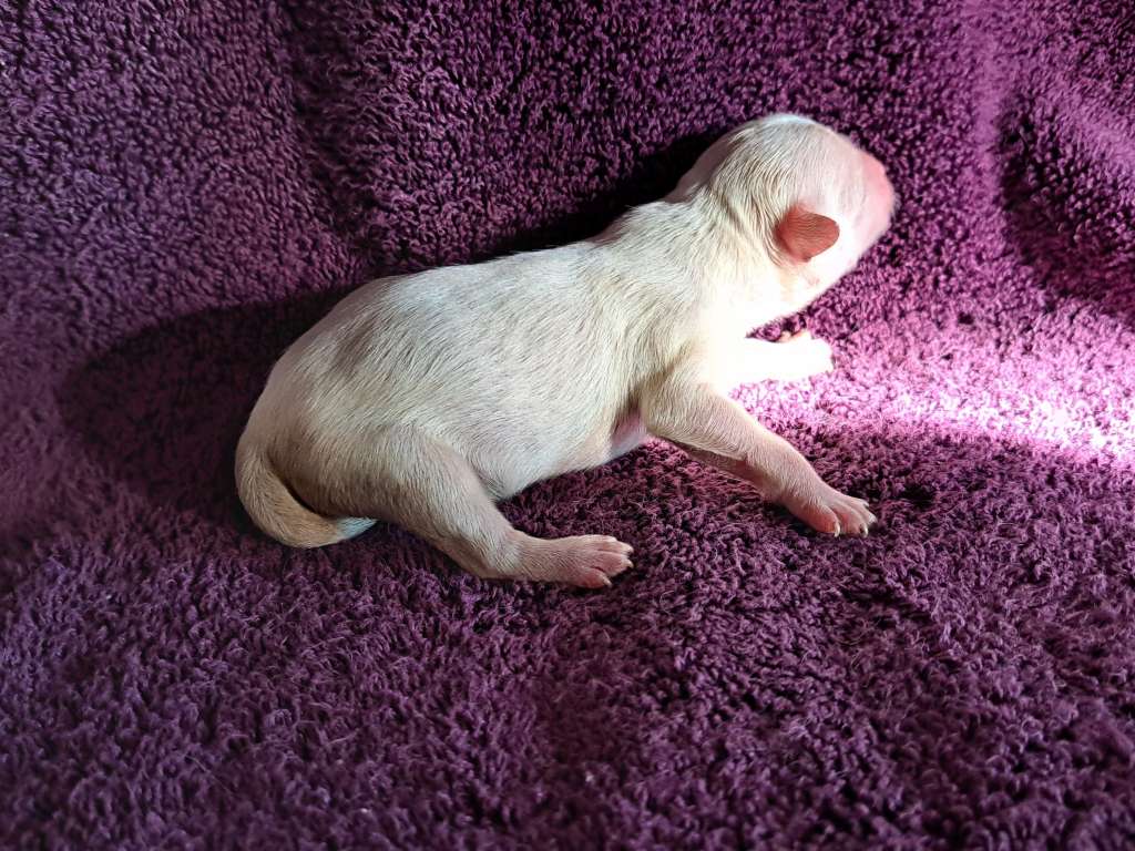 Castlecove Empress Daphne Elenor Grace of Hona Lei