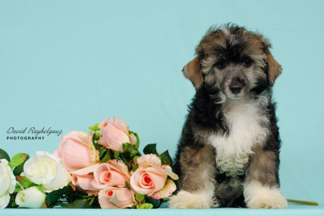 Kardinal iz Sozvezdiya Khana