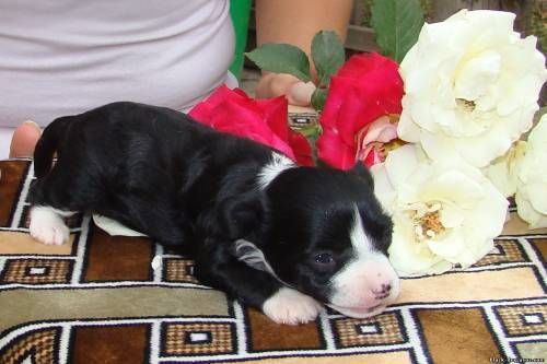 Koroleva Krasoti iz Hohlayndii