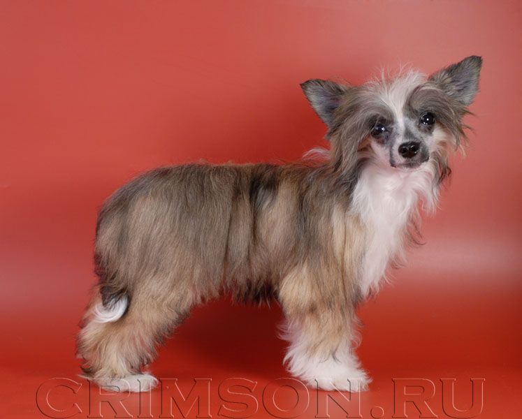 Rus Crimson Empaer Sunflower