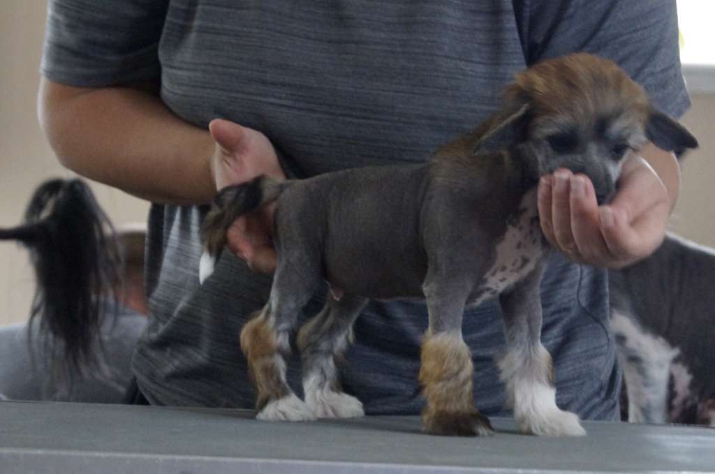 Hottie Tots Go 4 More Fun