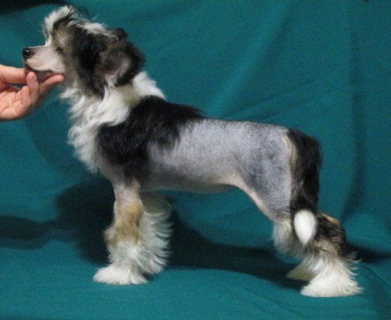 Sapfir iz Tsarskogo Sela Pavlinka