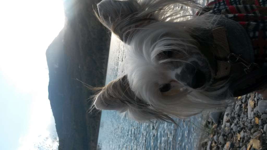 Of Fairy's Wings Ioshi