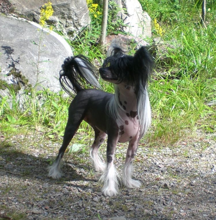 Stormblåstens Jack Sparrow