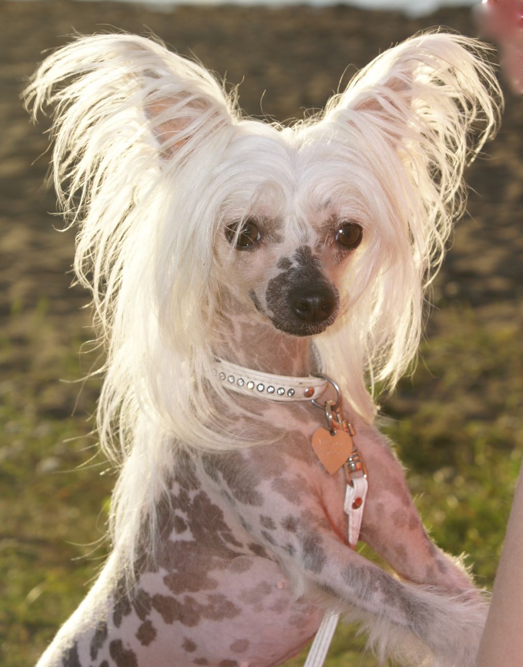 Bello Ninamirar Senalado