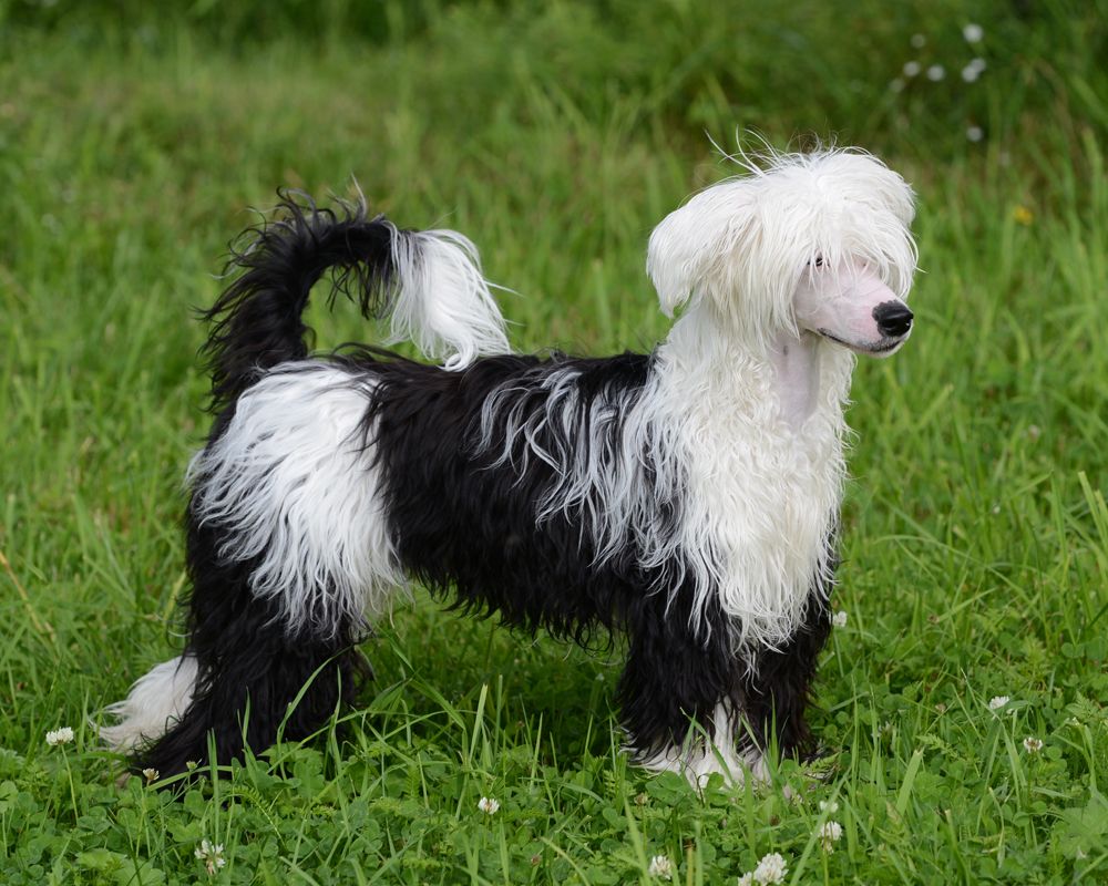 Sunstreaker Fire and Ice