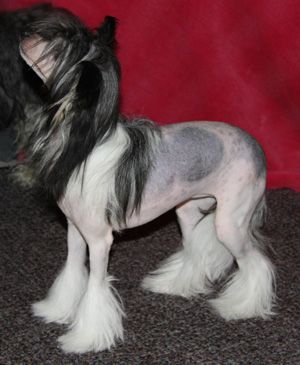 Love Over gold's Amour Ami