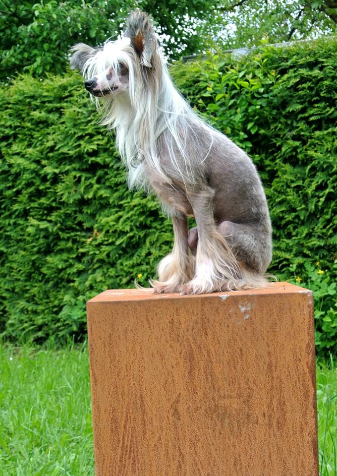 Treasure Guardians Amaretto