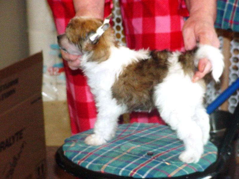 Dokkum Autumn Leaves