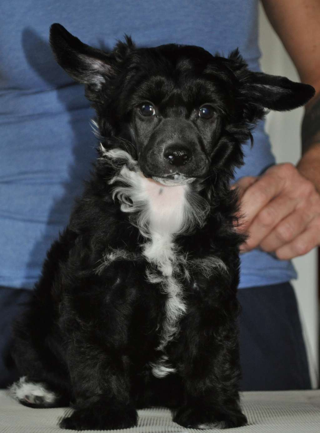 Bubbling Spirit Hancock