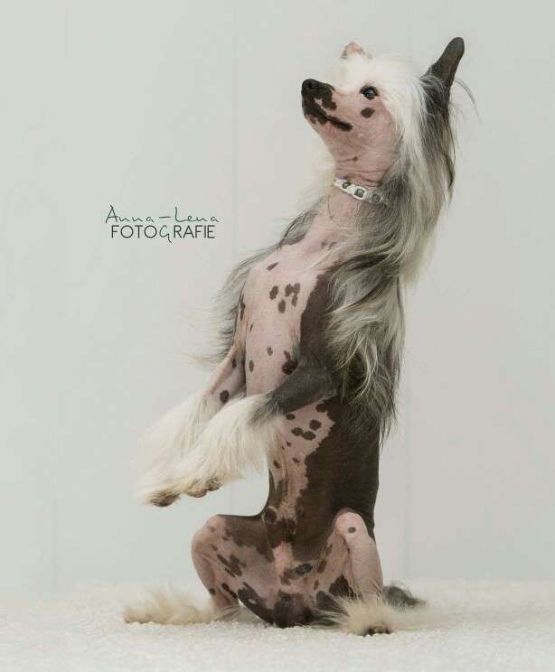 Vellar Pljus Mikel Andgelo