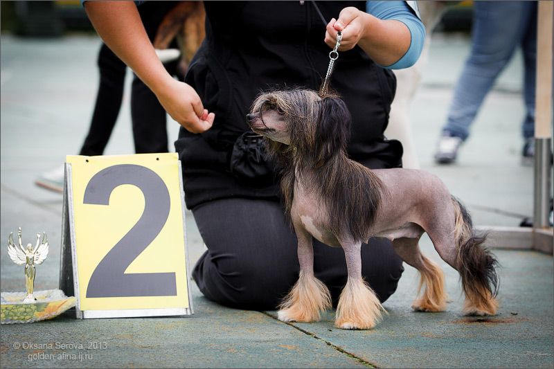 Vivat Sanraiz Charizma