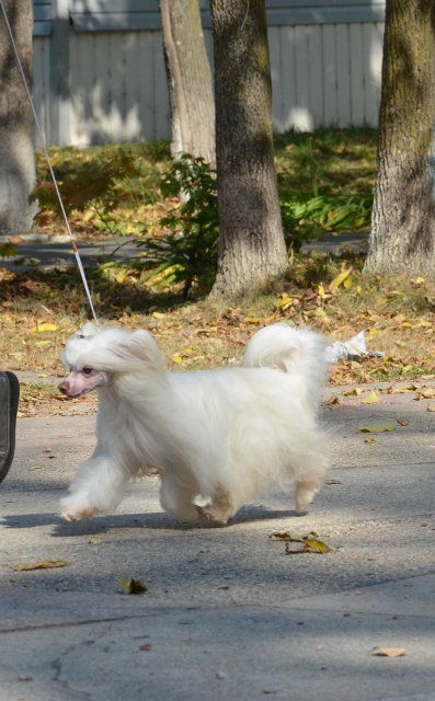 Printsessa Belosnezhka