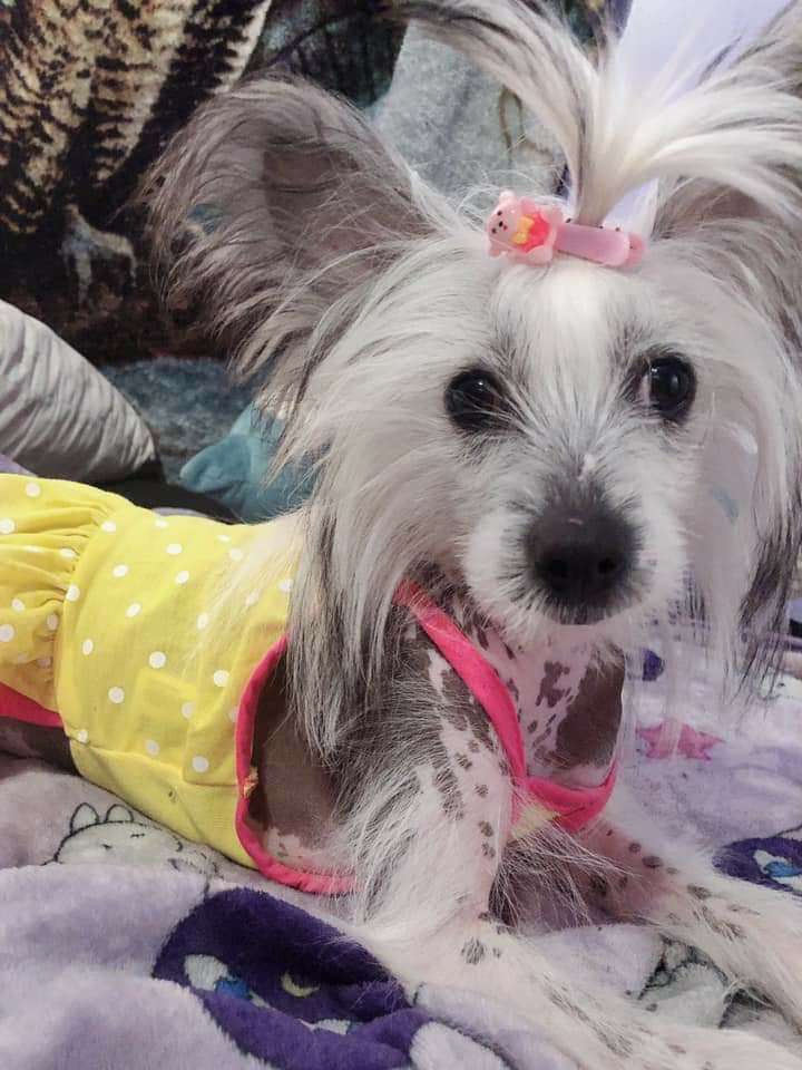 Cattlewood The Golden Ticket