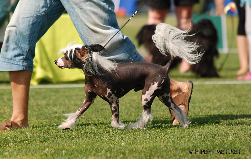 Dragon Moon Fire Dragon