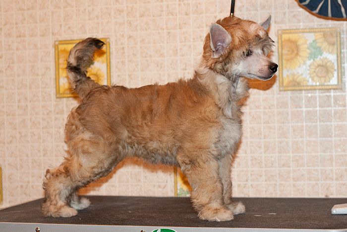 Status Imperial Fantasy