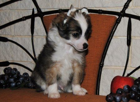 Sapfir iz Tsarskogo Sela Lordi