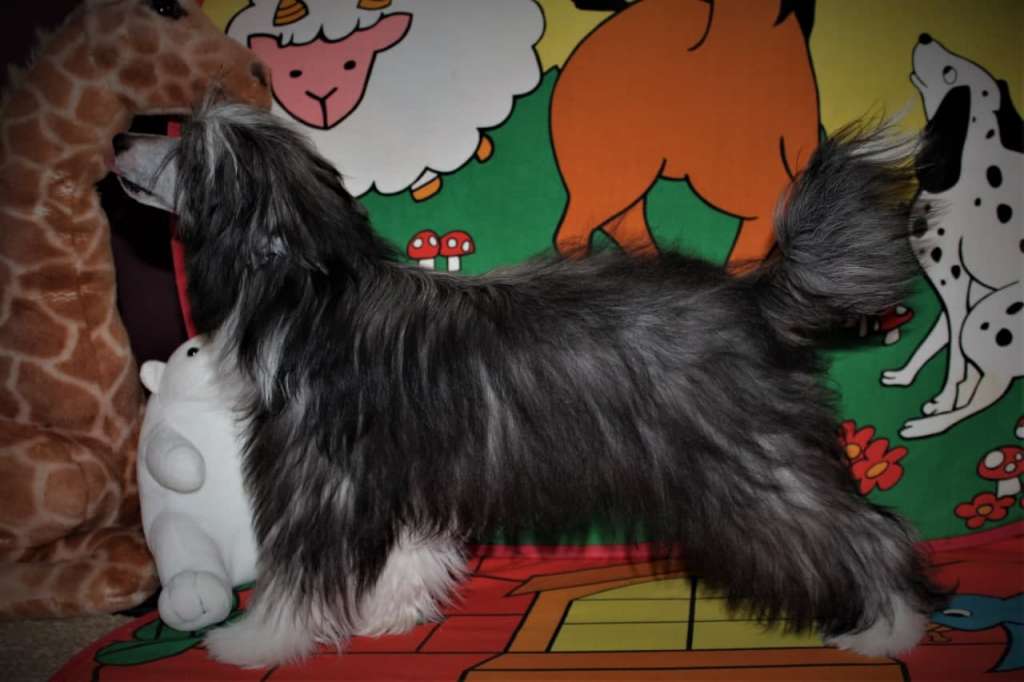 Angel Pirat Miracolo Dell'anima