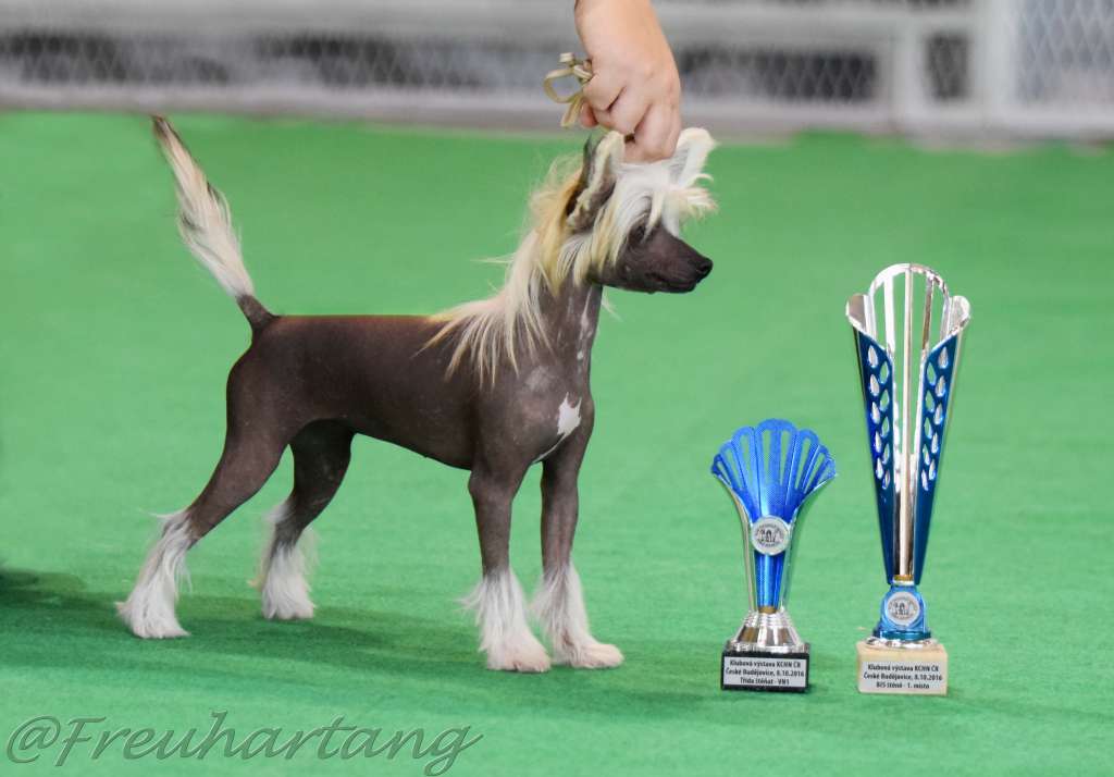 Crazy Crix Freuhartang