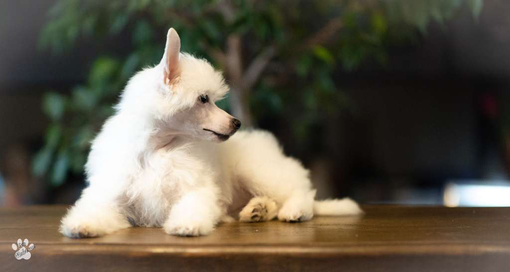 Polaris Alpha Avokaduh