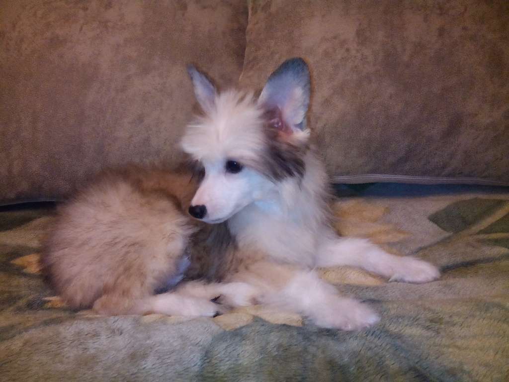 Shelcovij Shlejf Repin Il'Ef