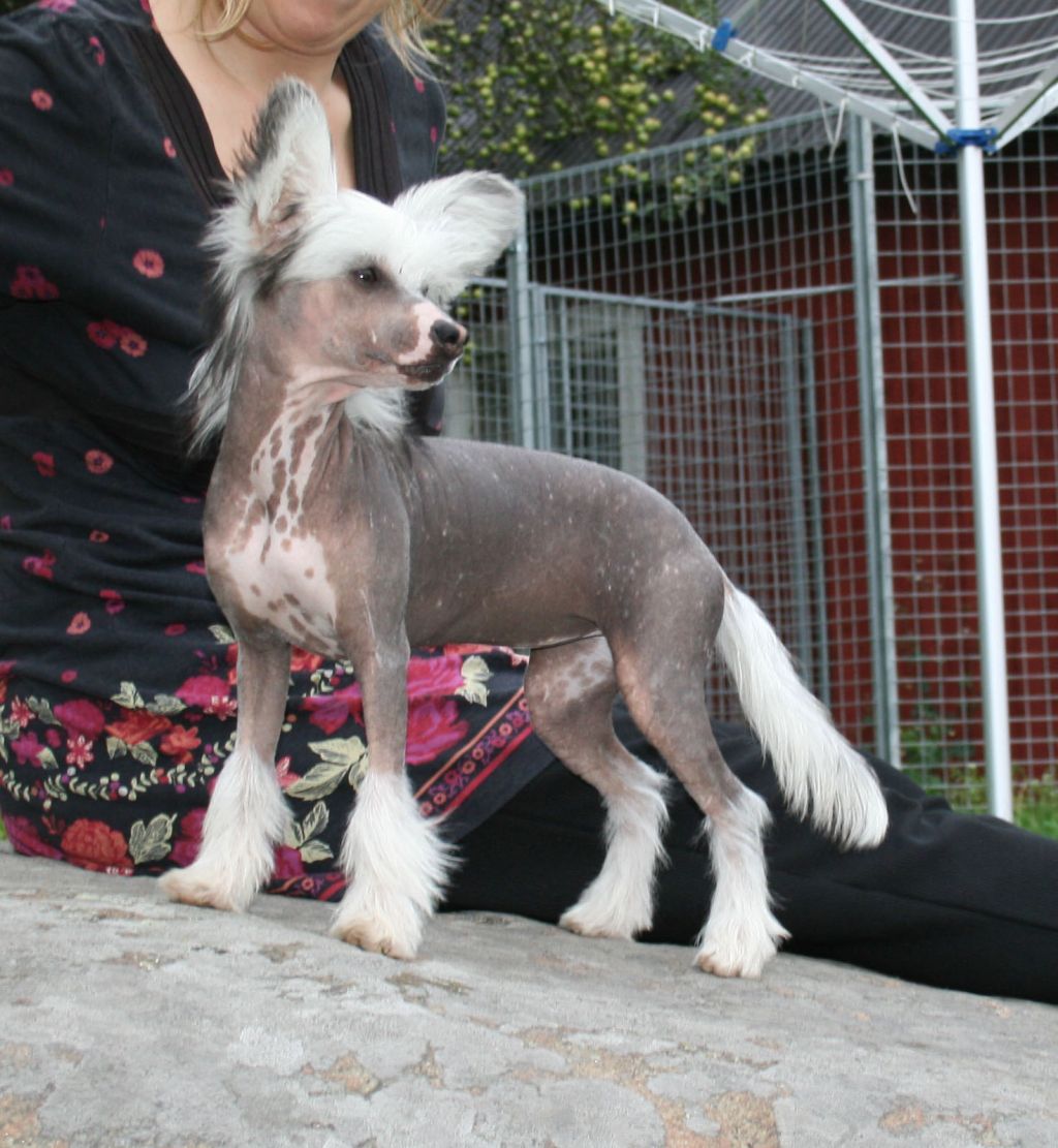 Proud Pony Quite a Miracle