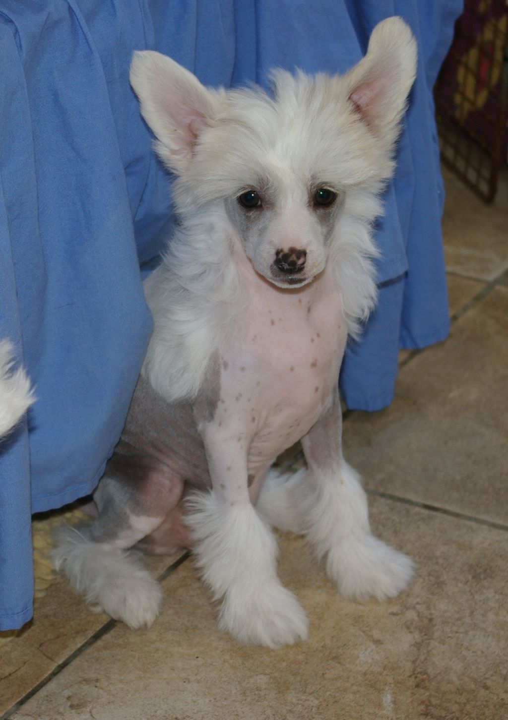 Leibwache  Perfect Princess