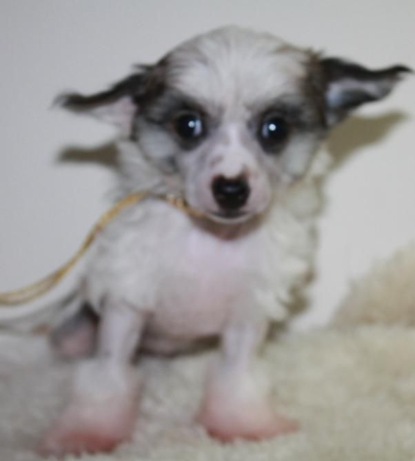 Bravo Kado Kitaiski Potselui