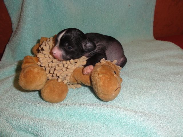 Frendor's D'Miss Erotica