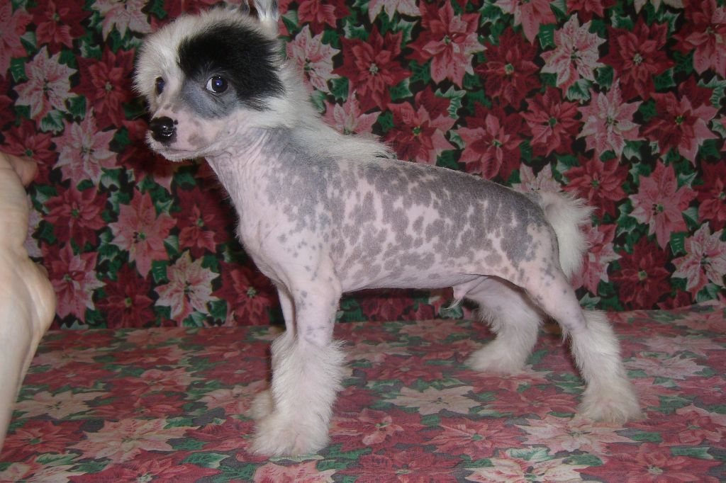 Donaldo-Boy Chinesische Engel