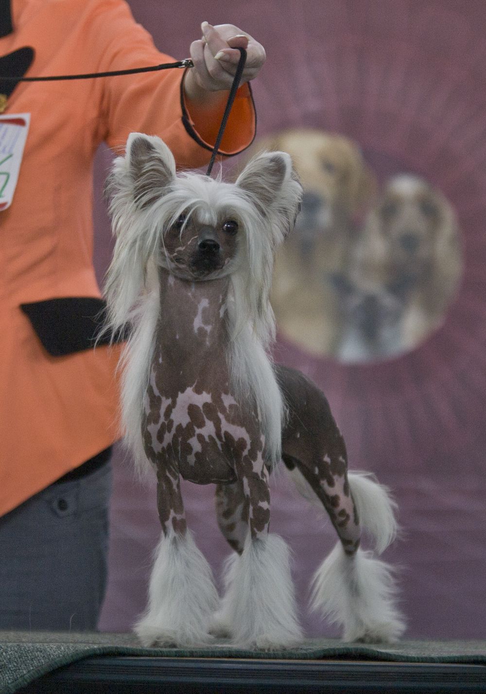 Alfa  Laval Cherry Lady