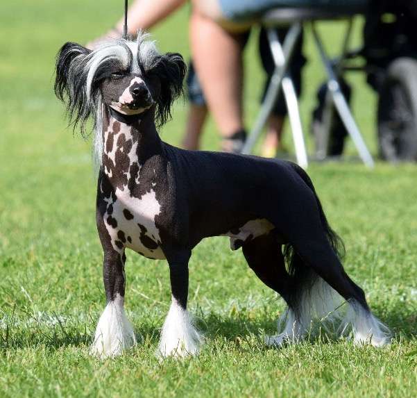 C-in-C by Little Jade