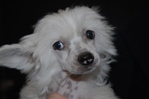 Eagle Eyed Angels Just a Dream