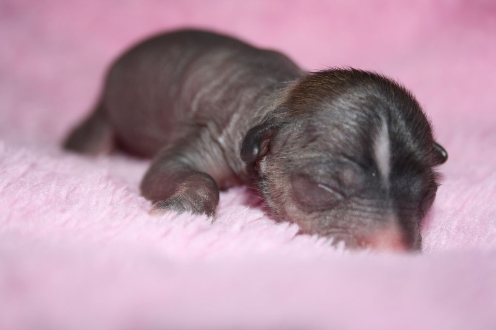 Nudaveritas Fancy Nights