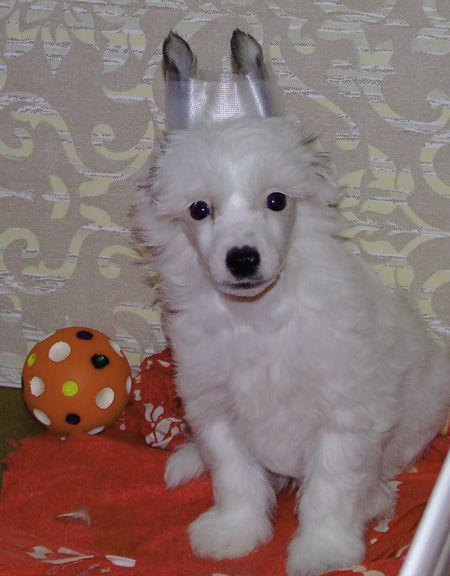 Hogord Eremey Yasniy Sokol