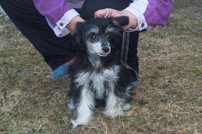 Royalgift Black Orchide