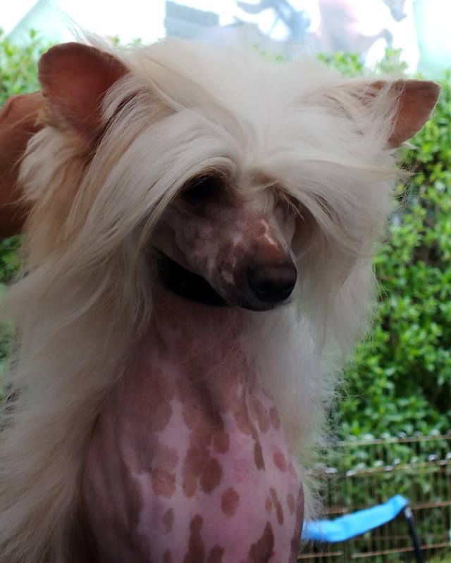 Love Heat  von Shinbashi