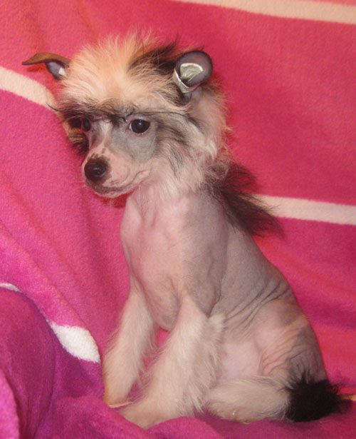 Angel O' Check Don Perinion.